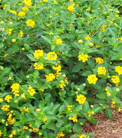 Lantana Chapel Hill Gold